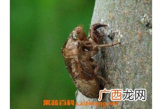 地蝉壳的药用价值有哪些