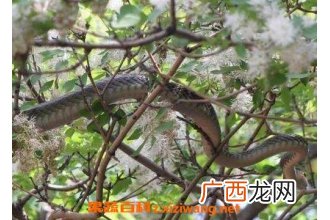 乌梢蛇的食疗功效与用法