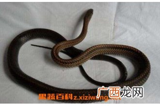乌蛇的功效及作用 乌蛇的药用价值