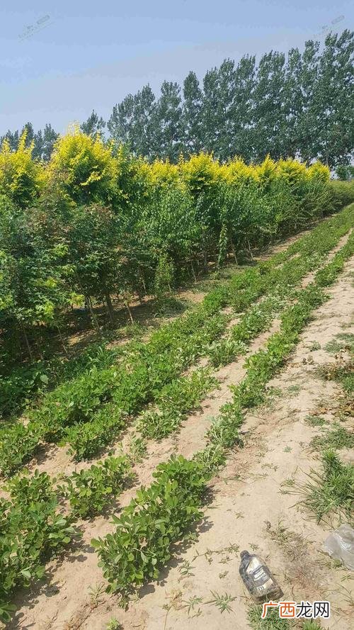 北京新增54例感染者 2地升高风险 园林工程造型树销售