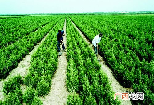 北京新增54例感染者 2地升高风险 园林苗圃苗木培育