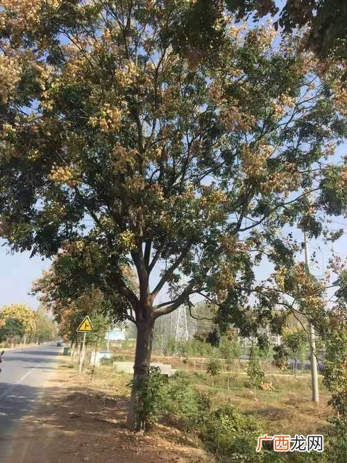 北京新增54例感染者 2地升高风险 广州园林绿化植物价格表