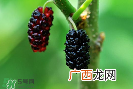 宝宝能吃桑葚吗？宝宝多大能吃桑葚？