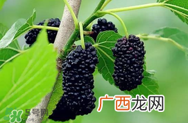 宝宝能吃桑葚吗？宝宝多大能吃桑葚？