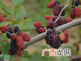 宝宝能吃桑葚吗？宝宝多大能吃桑葚？