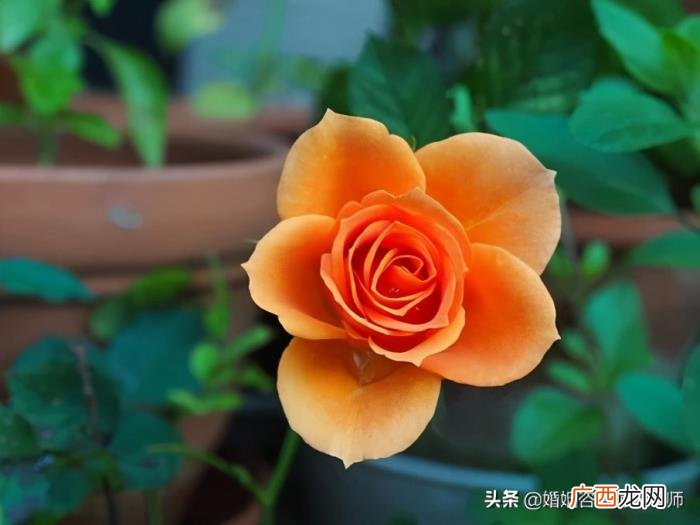 铁了心要离婚的伴侣怎么挽留 铁了心离婚能感化吗