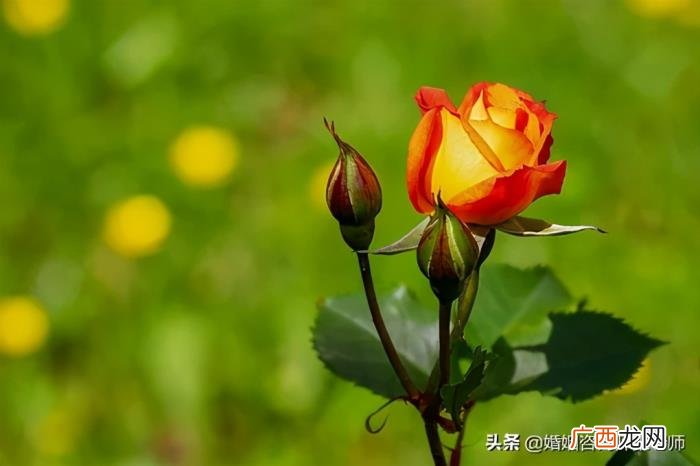 铁了心要离婚的伴侣怎么挽留 铁了心离婚能感化吗