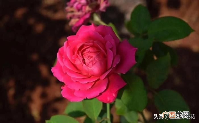 天蝎男最心疼的星座女，天蝎男也有温柔的一面