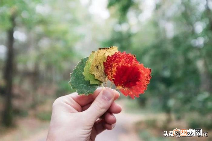 天蝎男最心疼的星座女，天蝎男也有温柔的一面