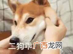 苹果游戏加速器推荐 苹果手机加速器哪个好用
