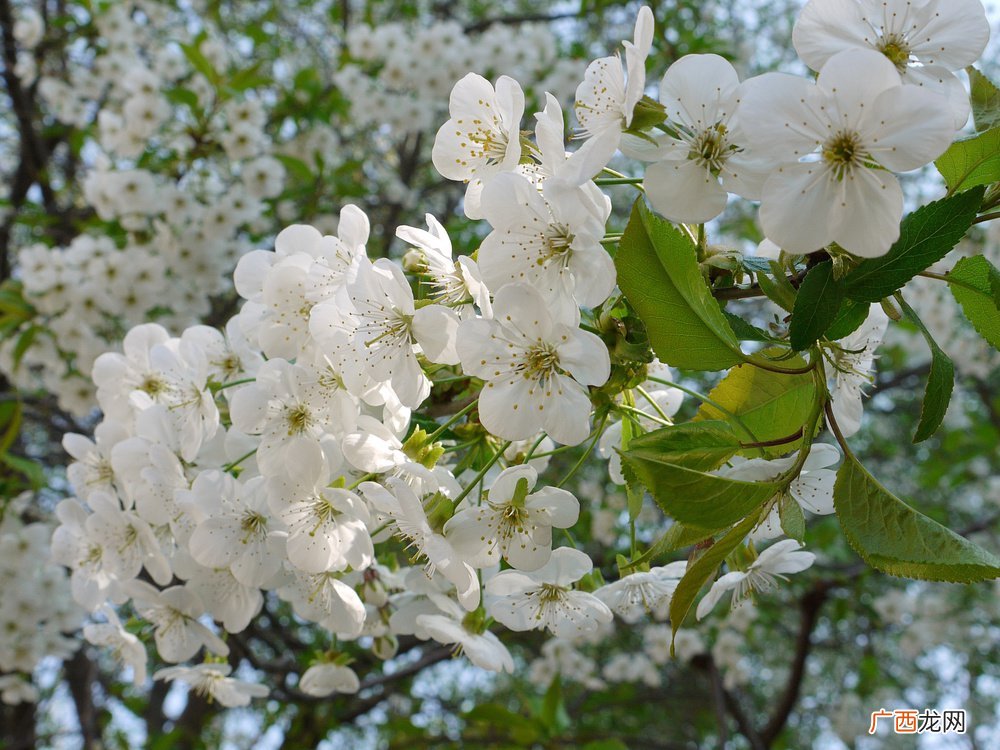 长沙赏花去哪?长沙赏花的地方汇总
