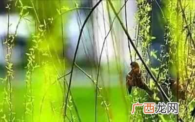 关于春天的短诗歌 春天的诗有哪些现代诗