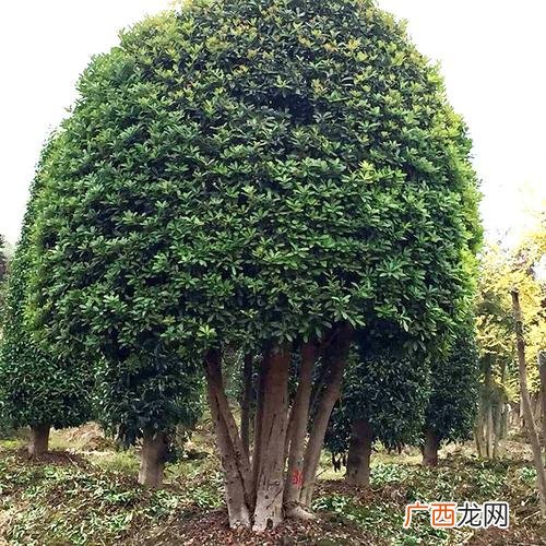 园林常绿乔木 园林 乔木
