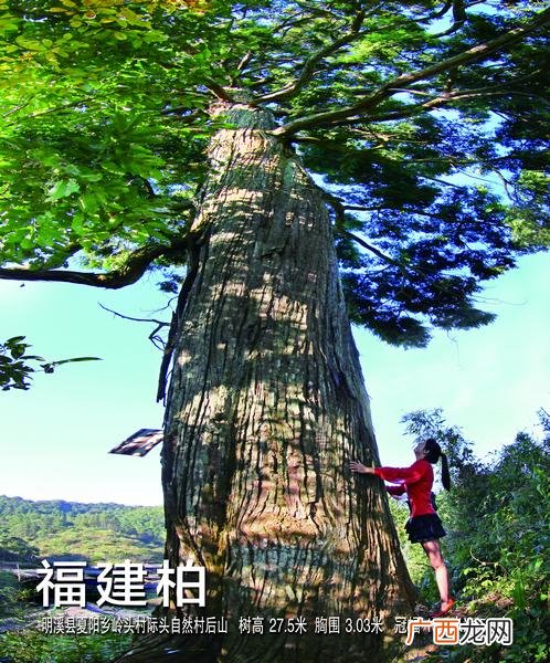 广东乡土树种 日照市园林乡土树种统计表