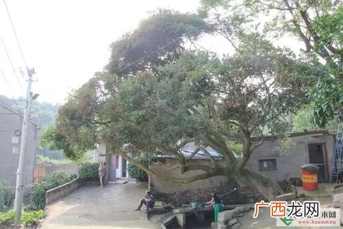 广东乡土树种 日照市园林乡土树种统计表