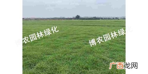 园林绿化树种及价格 园林植物价格表