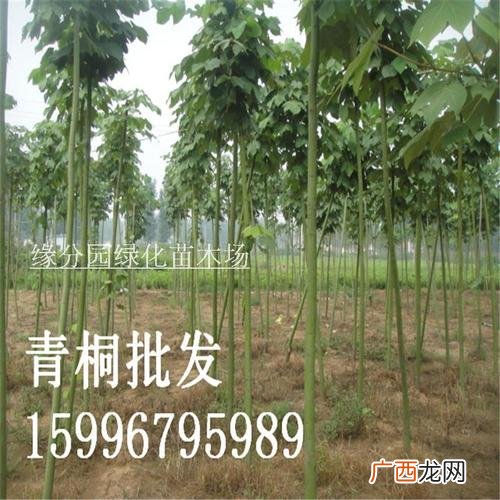园林绿化树种及价格 园林植物价格表