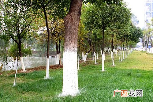 园林工作者 冬季园林工人