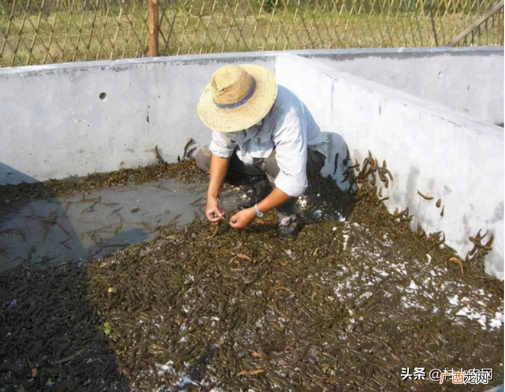 未来5年暴利的行业 最赚钱的养殖项目有哪些