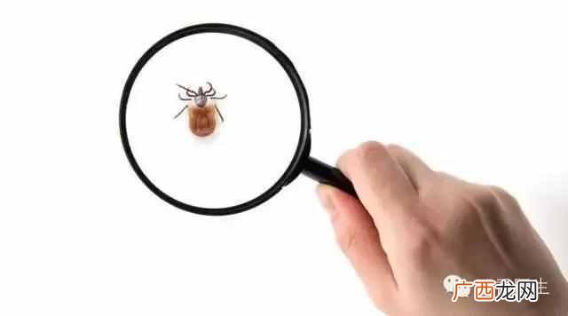 蜱虫是什么颜色的虫子（被蜱虫咬伤真的是死人