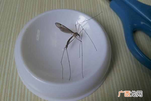 蚊子喜欢咬什么血型的人（5类人是蚊子最喜欢的