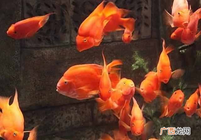 什么宠物好养又干净（适合上班族懒人的5种省心