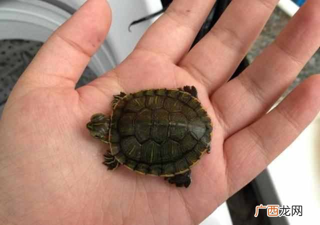什么宠物好养又干净（适合上班族懒人的5种省心
