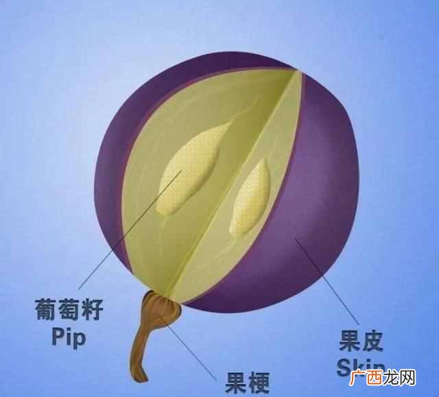 葡萄酒的单宁是什么意思（关于单宁你需要了解