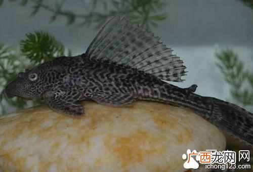 家养清道夫鱼吃什么饲料（鱼缸内养清道夫的利