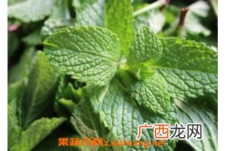 椒薄荷花水的功效和作用