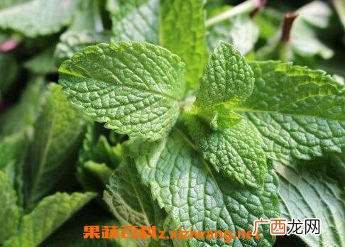 椒薄荷花水的功效和作用