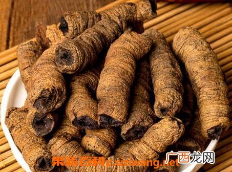 巴戟天的功效与作用及食用方法