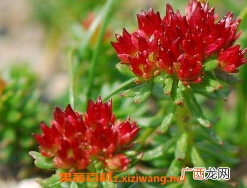红景天的功效与作用及食用方法