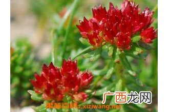 红景天的功效与作用及食用方法