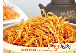 虫草花的功效与作用及食用方法