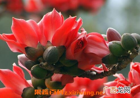 木棉花的功效与作用及禁忌