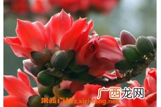 木棉花的功效与作用及禁忌