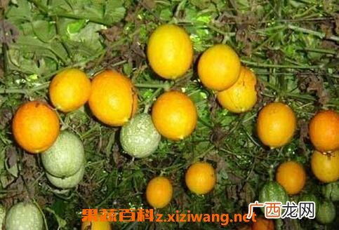 瓜蒌的功效与作用及食用方法