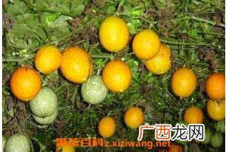 瓜蒌的功效与作用及食用方法