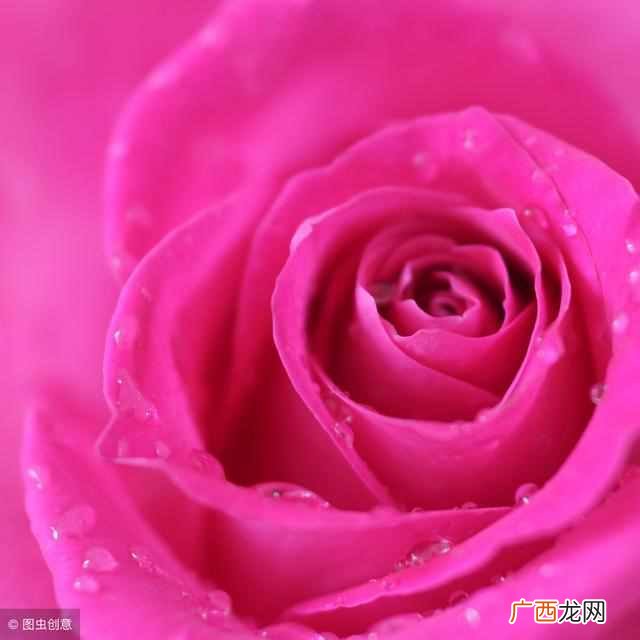紫色代表什么意思与心情（为什么说紫色是高贵