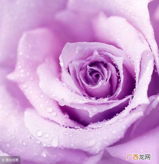 紫色代表什么意思与心情（为什么说紫色是高贵