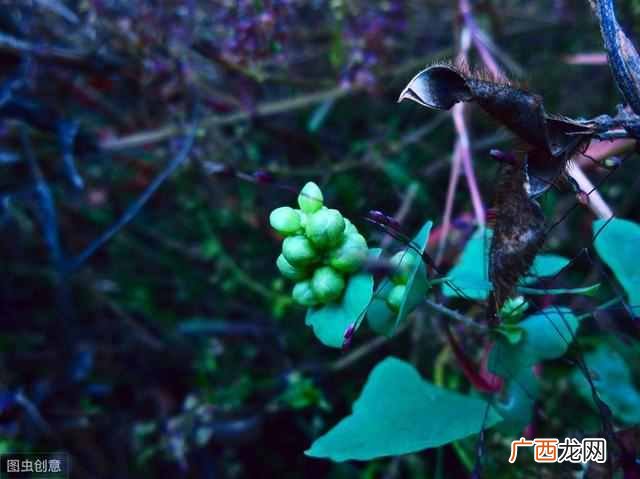 蛇怕什么气味与植物（这几种东西能让蛇退避三