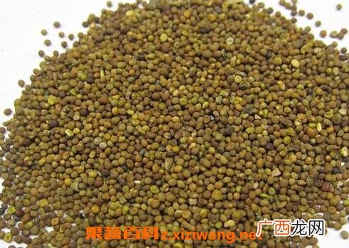 菟丝子的功效与作用及禁忌