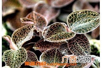 金线莲的功效与作用及食用方法