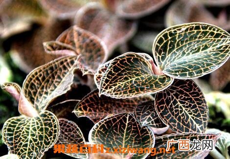 金线莲的功效与作用及食用方法
