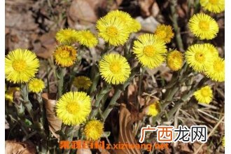 款冬花的功效与作用及禁忌