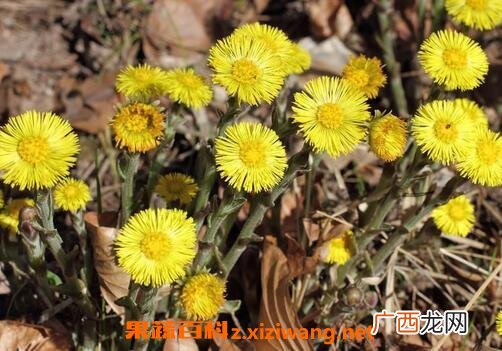 款冬花的功效与作用及禁忌