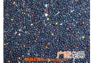 油菜籽根的作用与功效