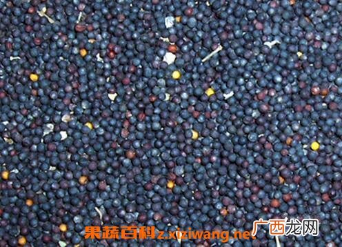 油菜籽根的作用与功效