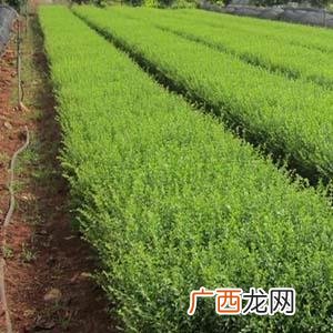 珠海市棕榈假日 珠海蓝天棕榈园林绿化苗木基地